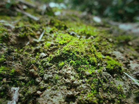 苔蘚|苔藓植物